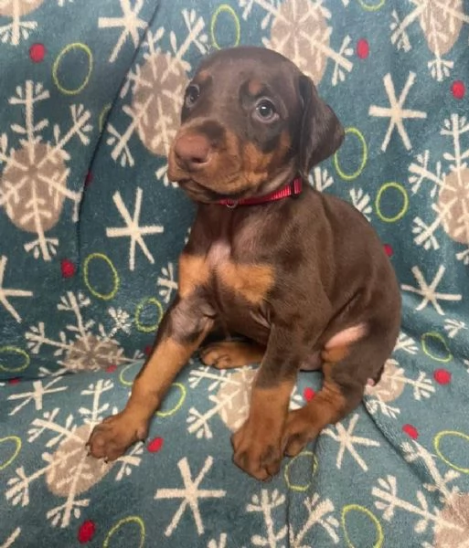 Doberman Cuccioli per ladozione