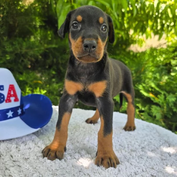 Doberman Cuccioli per ladozione | Foto 0