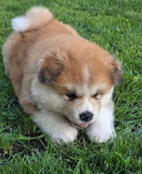 Offerta di adozione maschio e femmina  AKITAINU