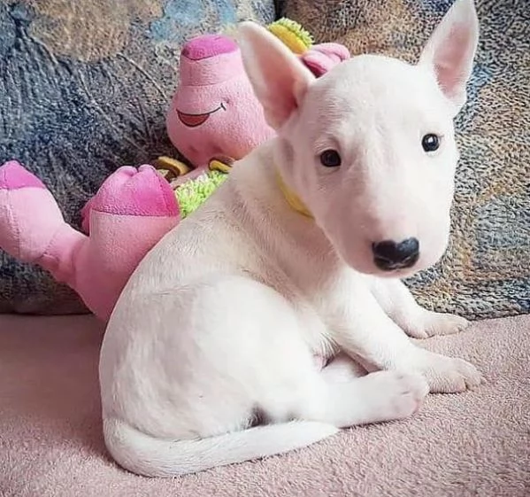 Offerta di adozione maschio e femmina  BULL TERRIER