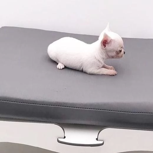 Offerta di adozione maschio e femmina Chihuahua   Abbiamo  | Foto 0