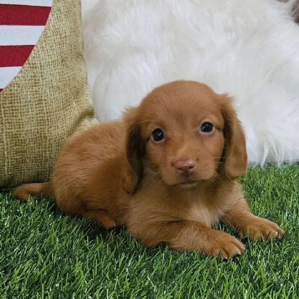ADORABILI BOSSOTTO CUCCIOLI DISPONIBILE PER LADOZIONE | Foto 0
