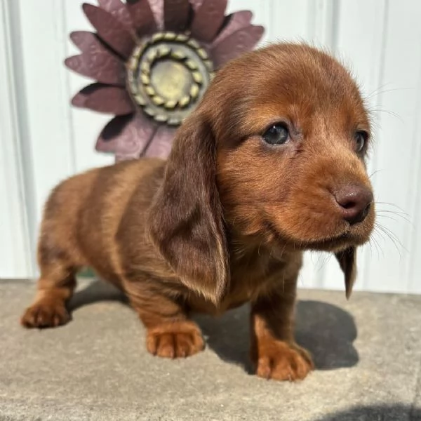 ADORABILI BOSSOTTO CUCCIOLI DISPONIBILE PER LADOZIONE