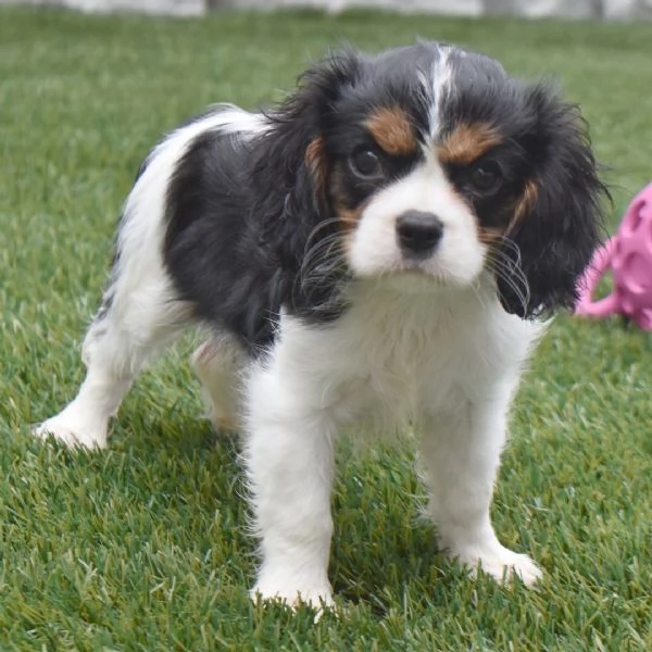ADORABILI CAVALIER KIMG CHARLES CUCCIOLI DISPONIBILE PER LADOZIONE | Foto 0