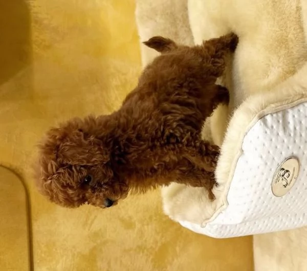 Bellissimi cuccioli barboncino  toy  per ladozione | Foto 1