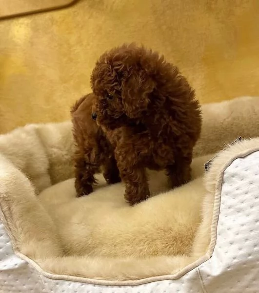 Bellissimi cuccioli barboncino  toy  per ladozione | Foto 0