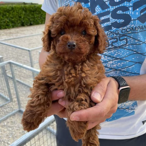 Bellissimi cuccioli barboncino  toy  per ladozione