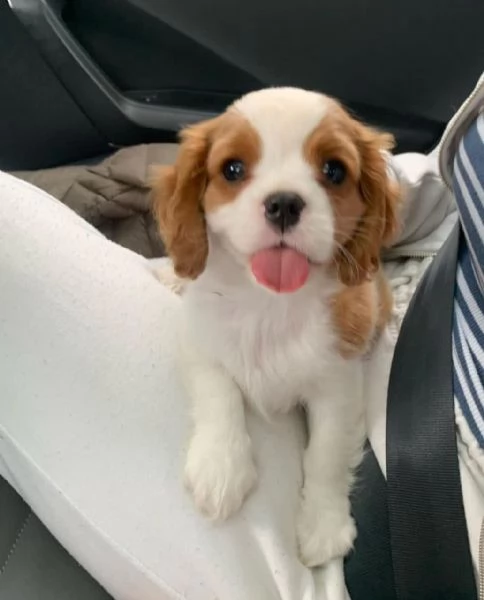 Offerta di adozione maschio e femmina  CAVALIER KING CHARLES