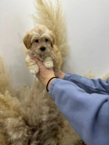 Cuccioli di Maltipoo in vendita | Foto 4