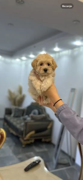 Cuccioli di Maltipoo in vendita | Foto 3