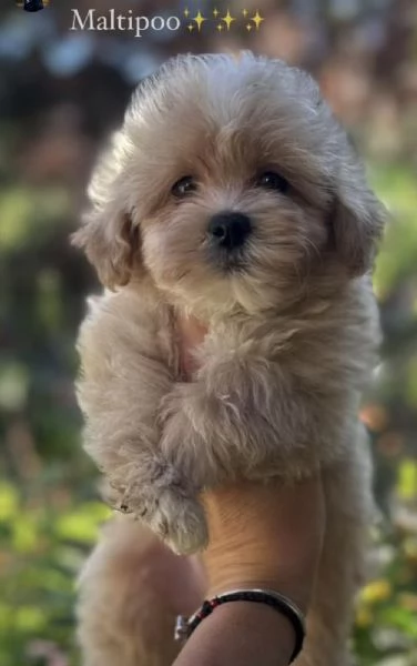 Cuccioli di Maltipoo in vendita | Foto 2