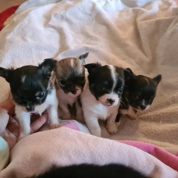 Cuccioli di Chihuahua fantastici