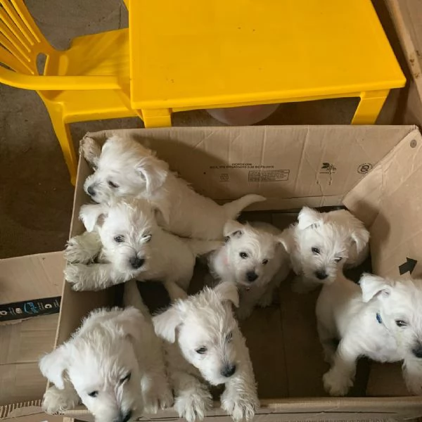 Cucciolata di cuccioli di West Highland Terrier di alta qualit