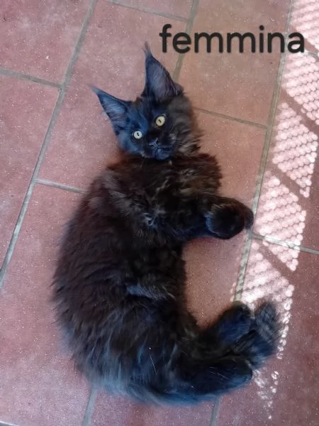 Femmina Maine Coon black smoke  | Foto 3