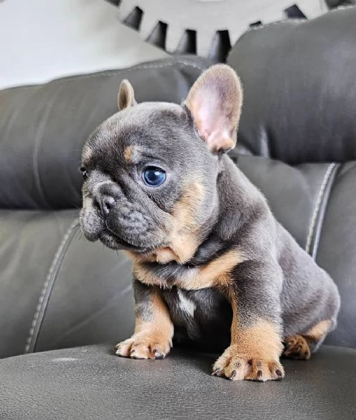 Cuccioli di bulldog francese in adozione | Foto 0