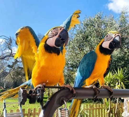 Ara blu e oro
