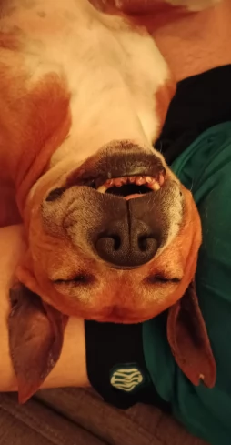 Amstaff maschio  American Stafforshire