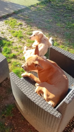 Amstaff maschio  American Stafforshire | Foto 3