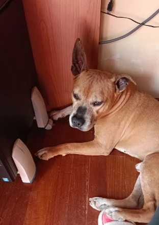 Amstaff maschio  American Stafforshire | Foto 2