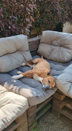 Amstaff maschio  American Stafforshire | Foto 1