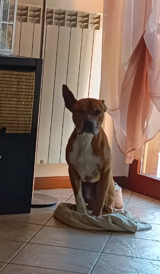 Amstaff maschio  American Stafforshire | Foto 0
