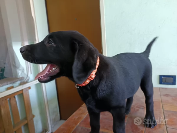 Cuccioli di labrador | Foto 0
