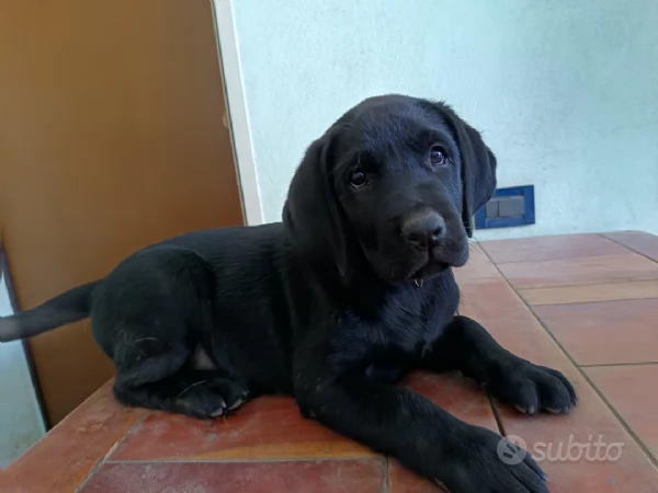 Cuccioli di labrador