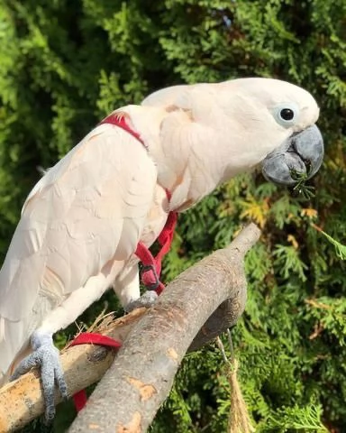 Bene Cacadus Disponibile e socializzato | Foto 1