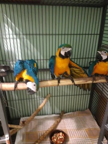 Arapapagei blu e dorato