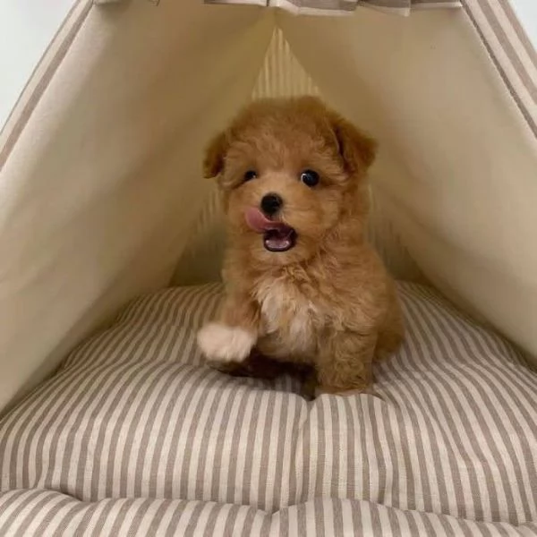 Regalo cucciolo barboncino cuccioli
