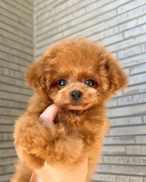 Regalo cucciolo Cuccioli di barboncino di 9 settimane