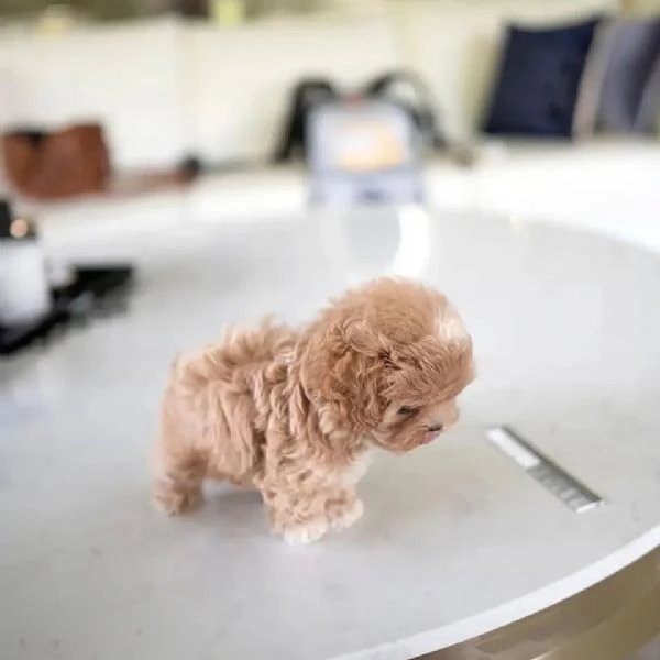 Regalo cucciolo Barboncini toy maschietti