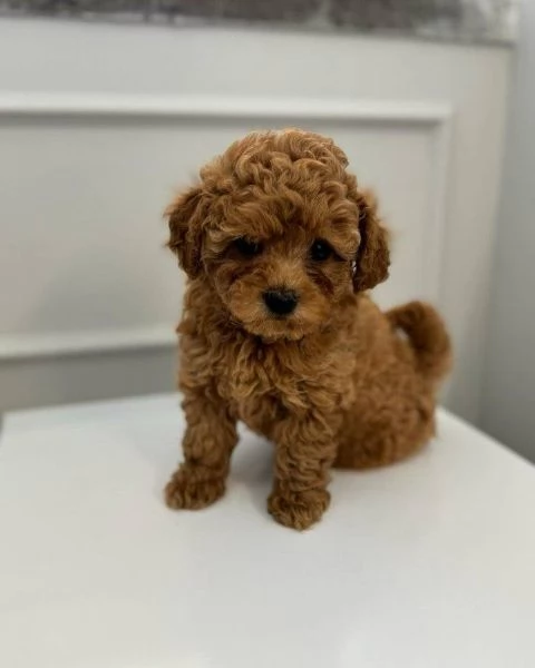 Regalo cucciolo BARBONCINO BARBONCINI TOY RED 