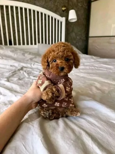 Regalo  Cane barboncino