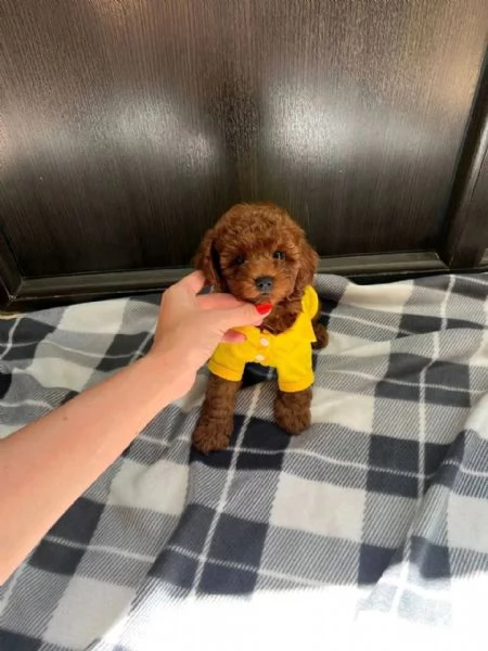 Regalo cucciolo Cucciolina Barboncino Maschio e femmina