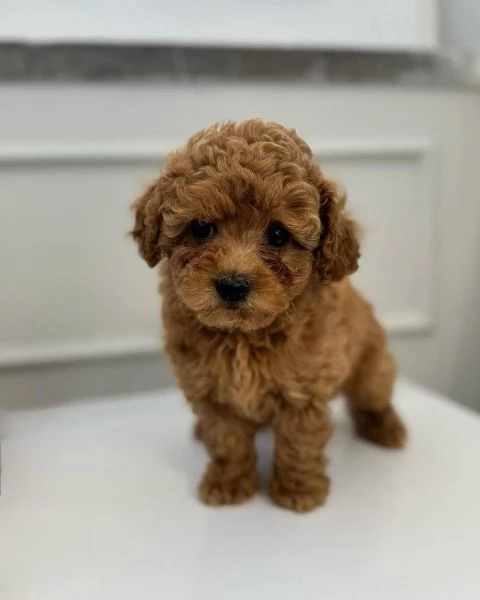Regalo piccolissima cuccioli di barboncino per ladozione