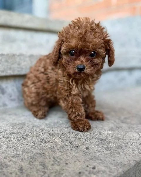  Regalo cucciolo cuccioli sono barboncino di razza