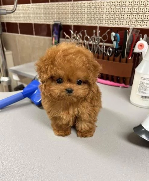 Regalo cuccioli sono barboncino di razza pura 