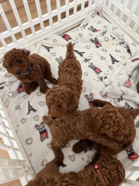 Regalo Regalo di cuccioli di barboncino maschio e femmina