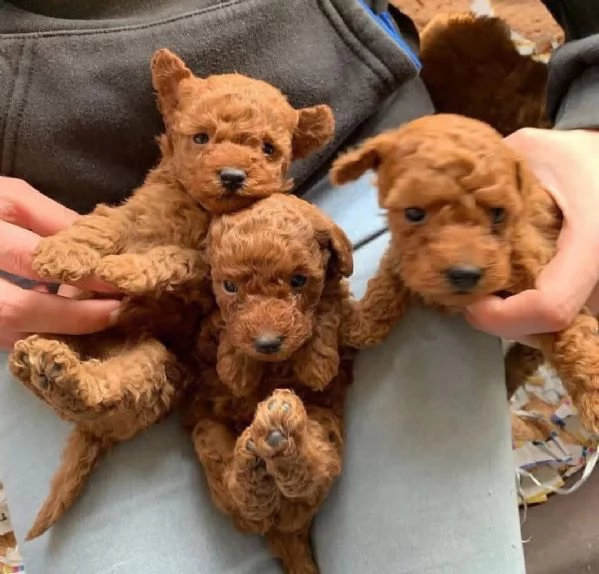 Cedo bellissimi cuccioli di barboncino pap con pedigree 