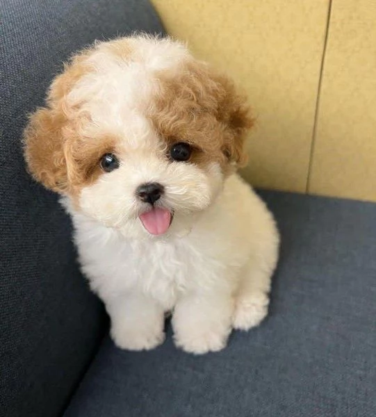 Regalo cucciolo Toy Barboncino