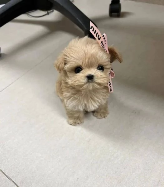 Regalo cucciolo REGALO Barboncino