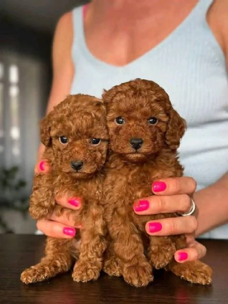 Regalo piccolissima cuccioli di barboncino per ladozione