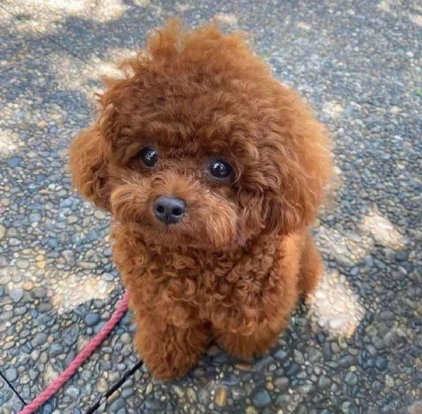 Regalo Cane barboncino