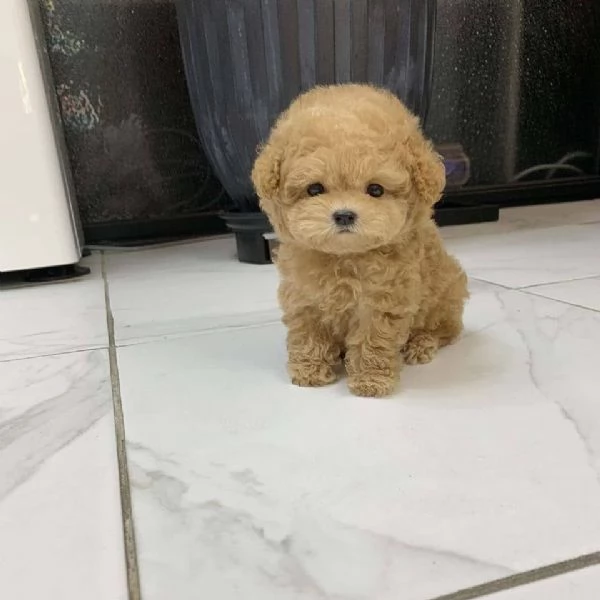 Regalo piccolissima cuccioli di barboncino  per ladozione