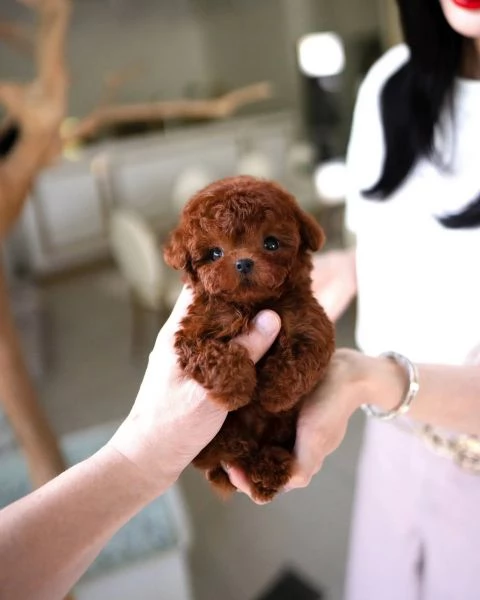 Toy Regalo cucciolo Barboncino cuccioloni