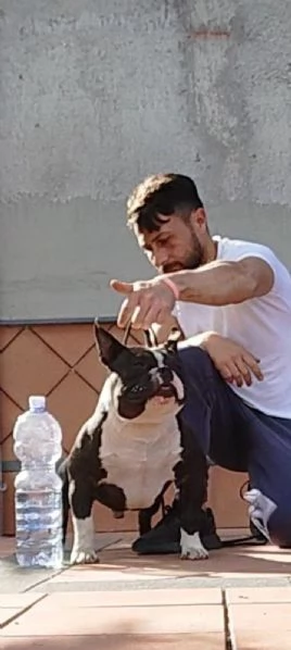 American bully  | Foto 5