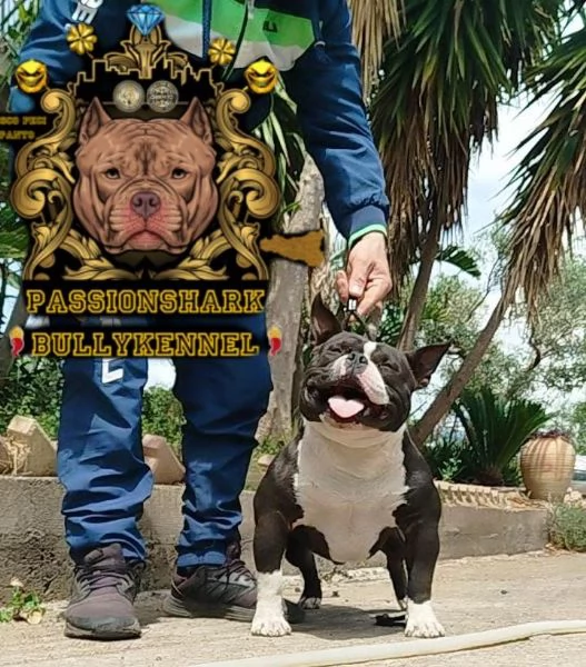 American bully  | Foto 3