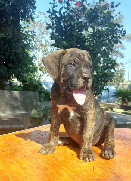 Cuccioli corso  | Foto 0