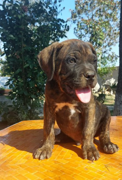 Cuccioli corso 